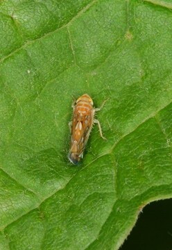 Ameriški škržatek (Foto G. Seljak)